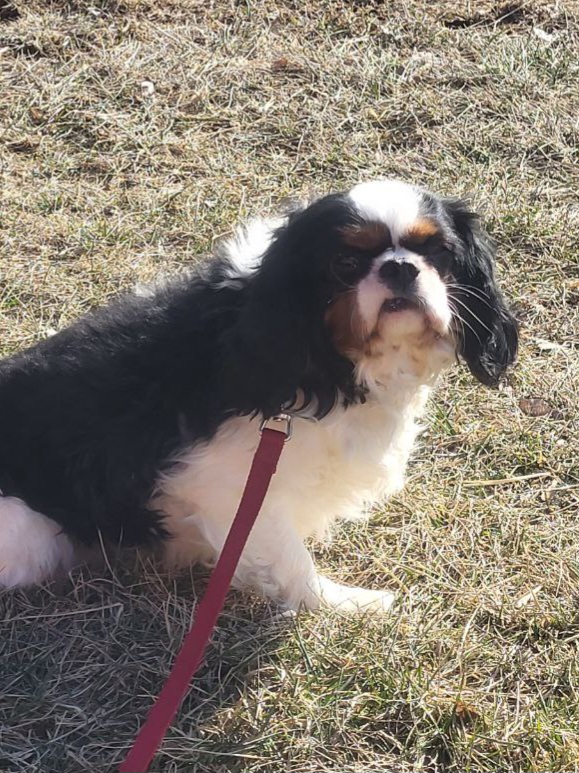 puppy, for, sale, Cava-Poo, Loren & Elaine  Nolt, dog, breeder, East Earl, PA, dog-breeder, puppy-for-sale, forsale, nearby, find, puppyfind, locator, puppylocator, aca